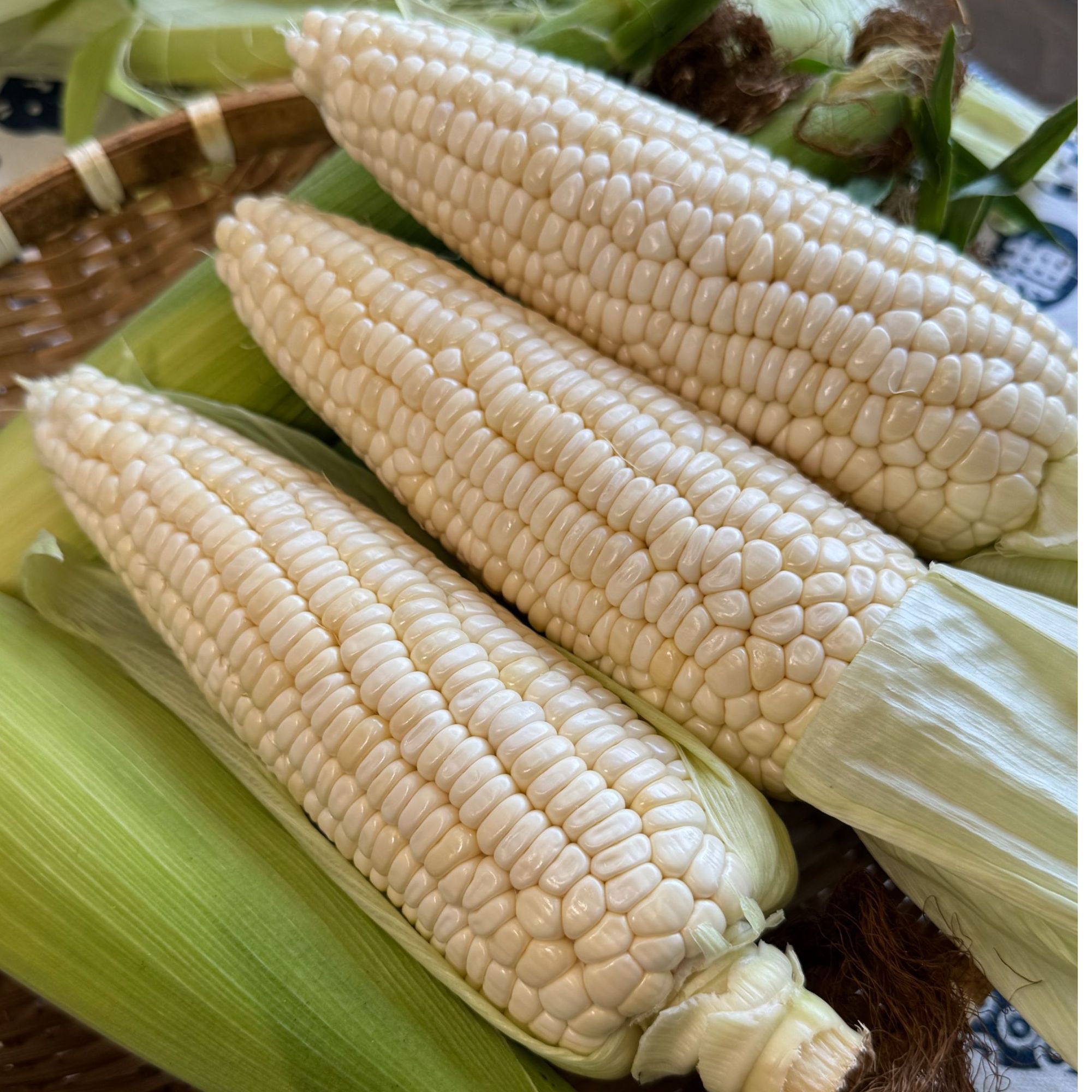 湖南玉米醴陵人脉玉米
