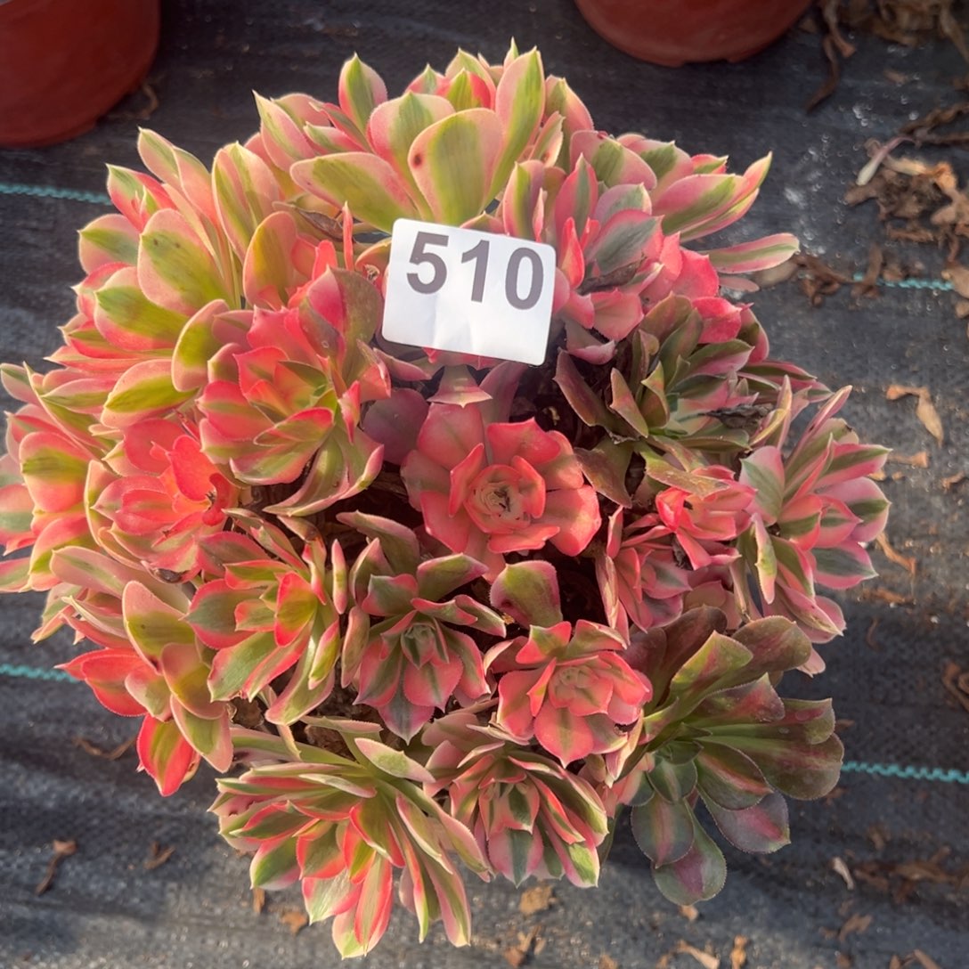 我是真的很喜欢这个