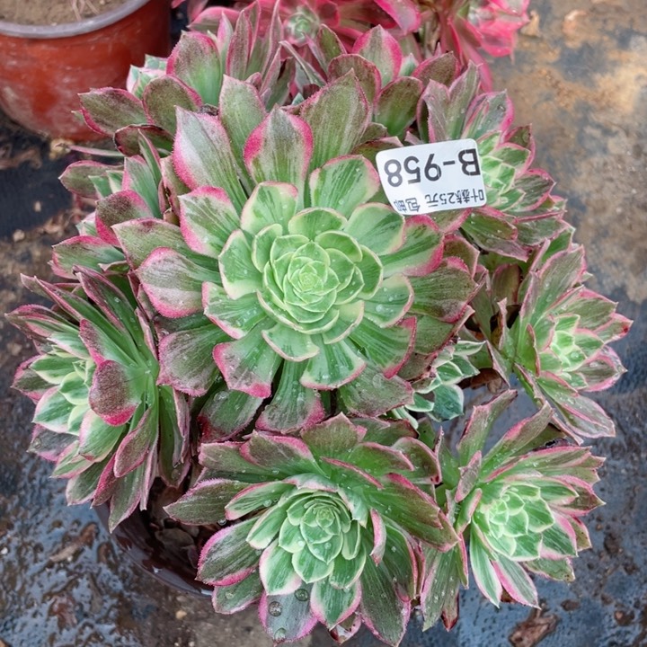 658万彩灯多肉12345678