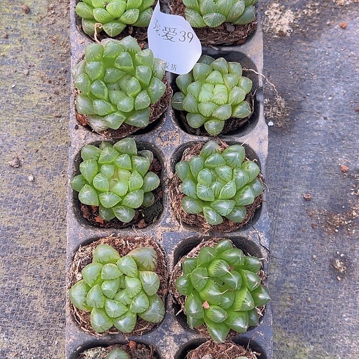 直播福利一物一拍39