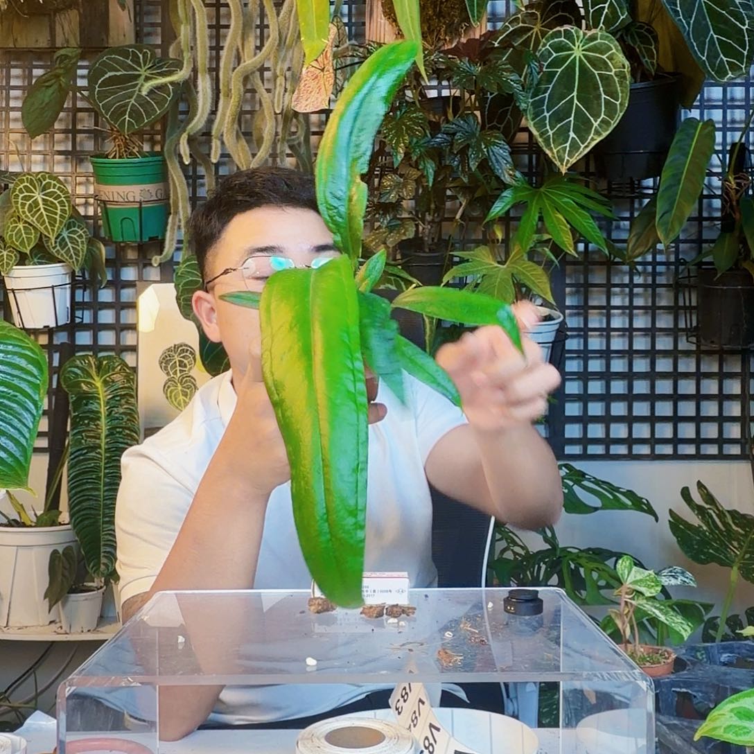完全开放贝壳力领带V82