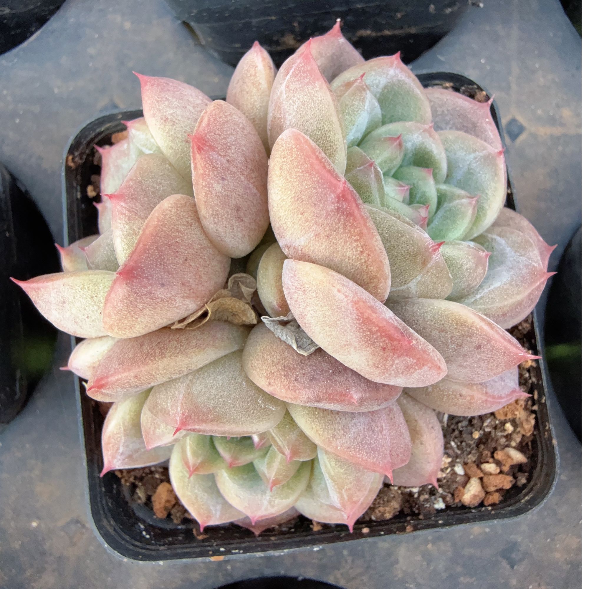 70#3-4头噶多哩（5-7cm）带盆土