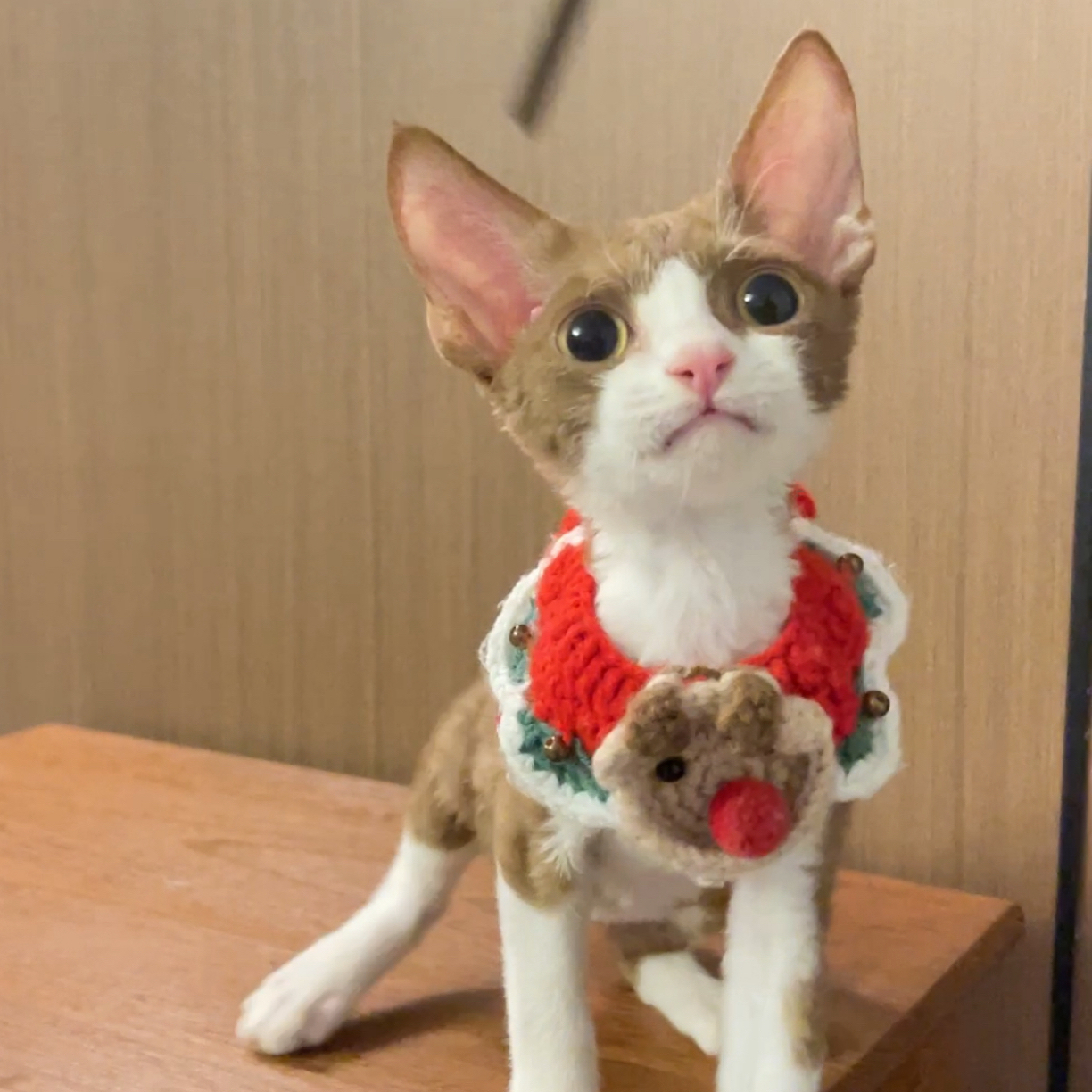 咖白弟弟德文卷毛猫