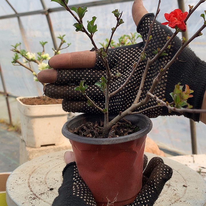 老*原生...........