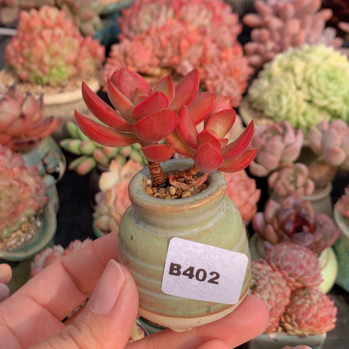 一物一拍含盆土满38包邮B402