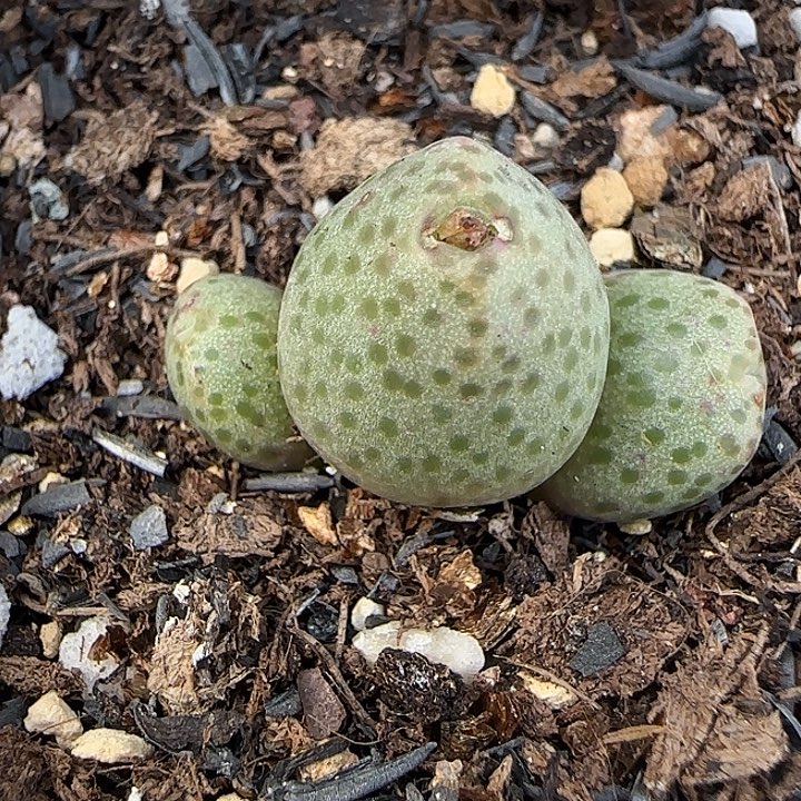 柒***爺919蟠桃斑马福利福利