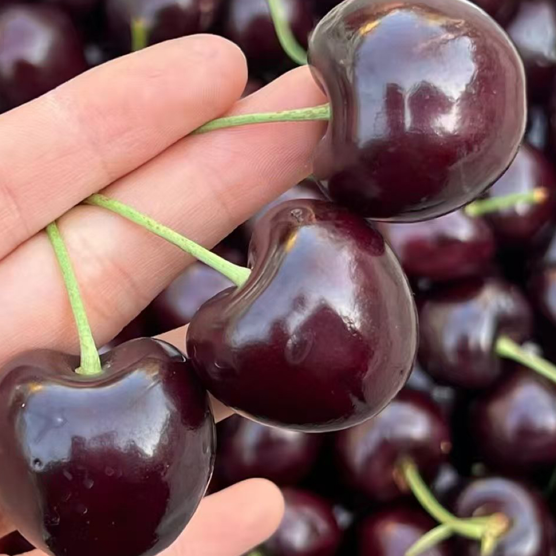 海运桑提娜车厘子3J金嘟乐车厘子5斤装智利