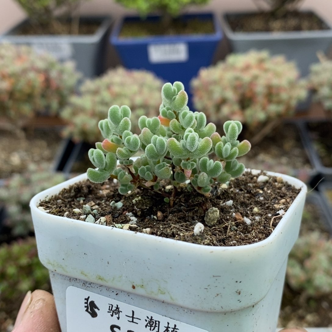 2125实生精控莱斯