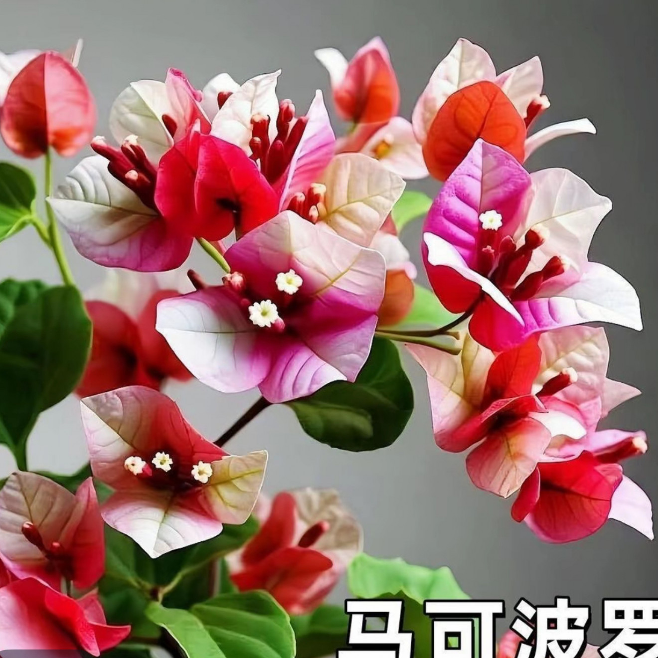 【马可波罗新品种】三角梅四季开花好养易种植袋苗可爬滕可飘枝