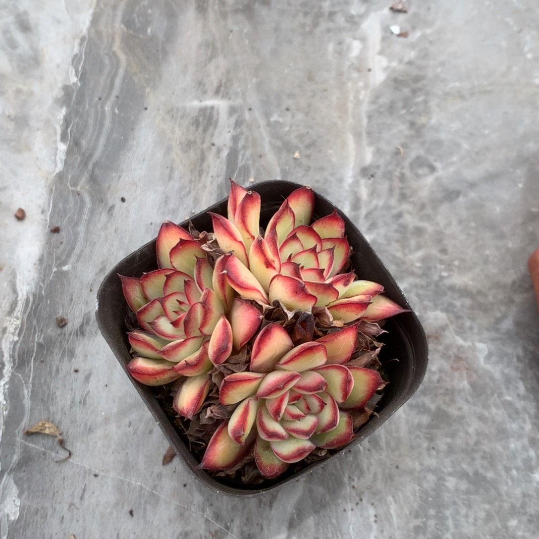 明***吗清洁就有办法控制住这种