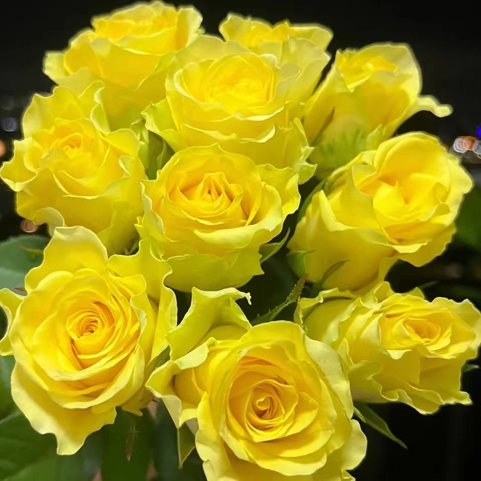 浪漫沙滩黄玫瑰鲜花云南昆明优选家庭插花水养花束基地直发