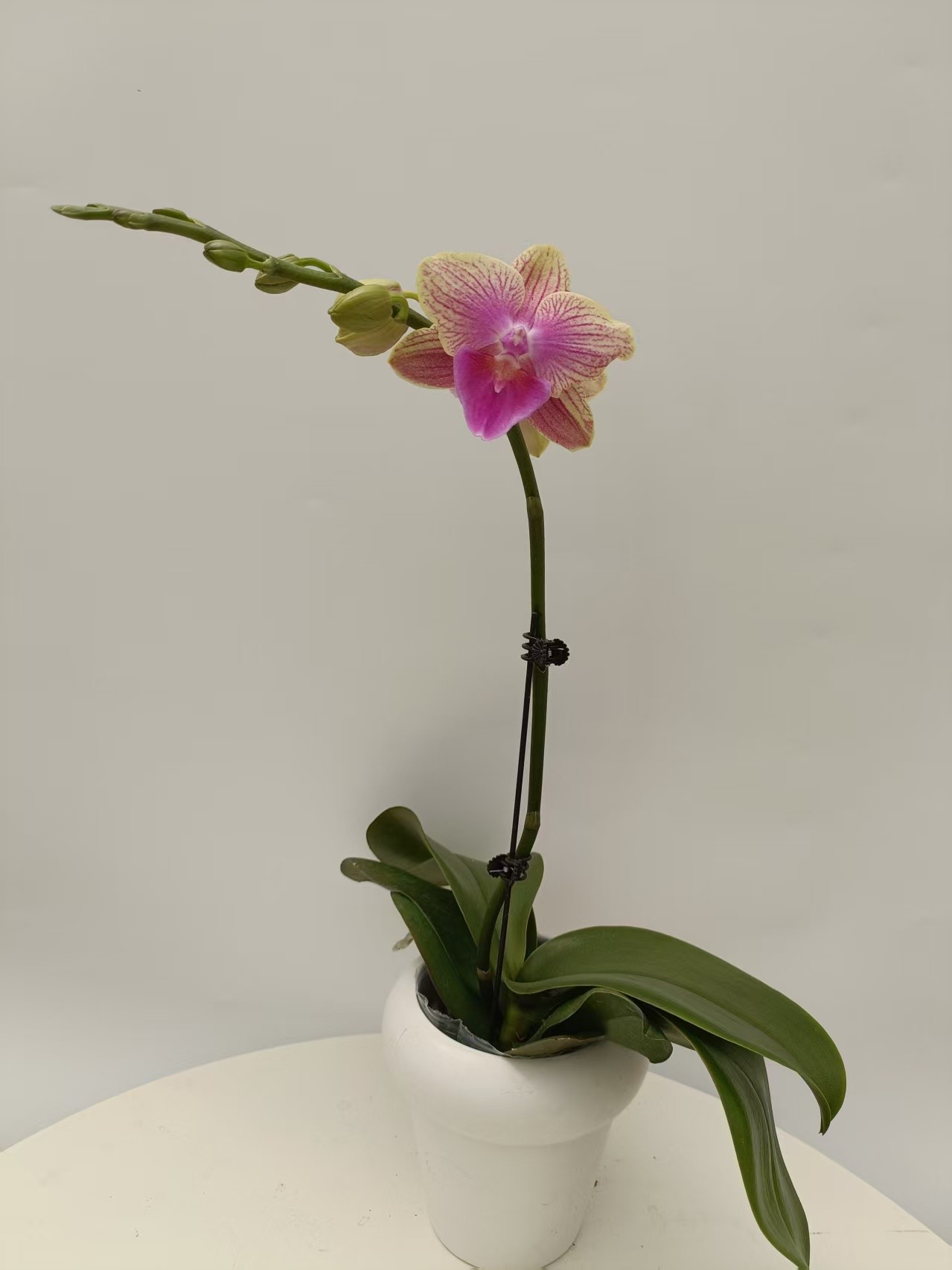 欢然花田培植蝴蝶兰（美人鱼）单福利无售后