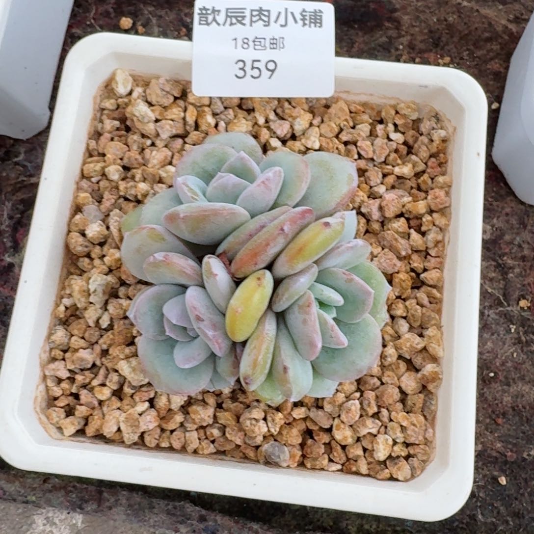 慢*多肉植物奶茶群359