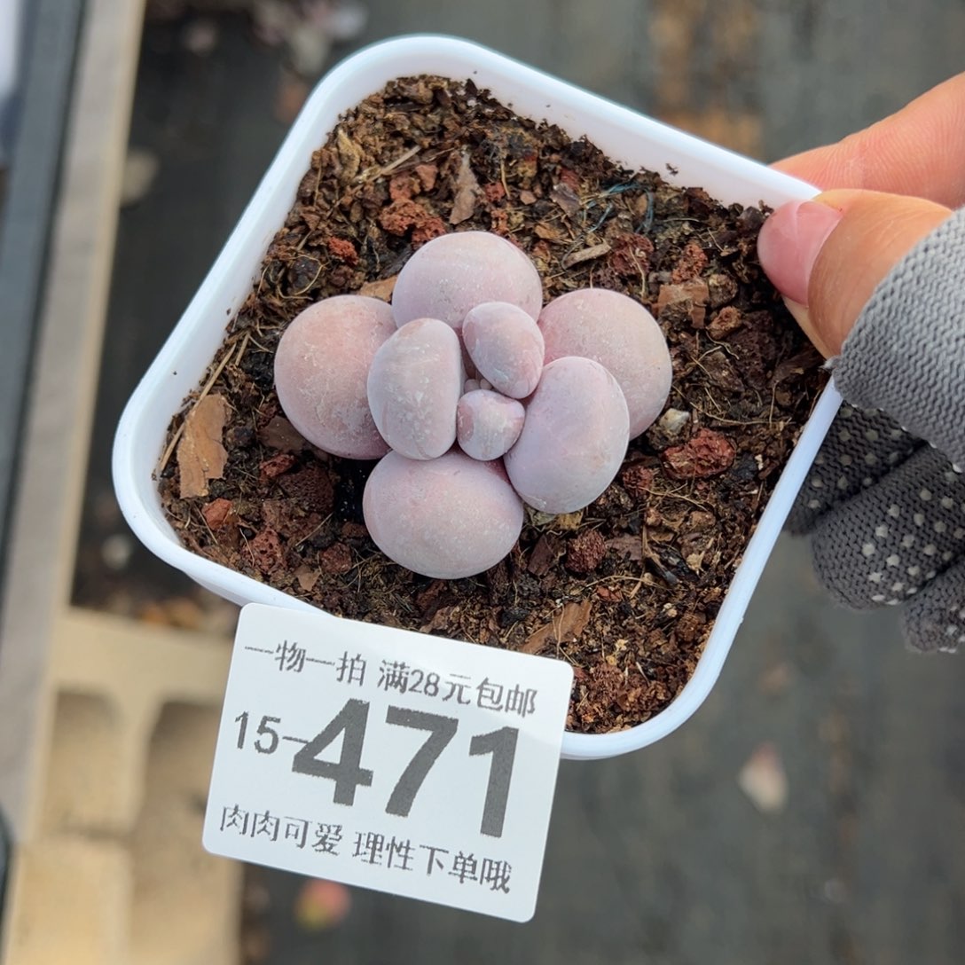 奶酪多肉多肉多肉多肉