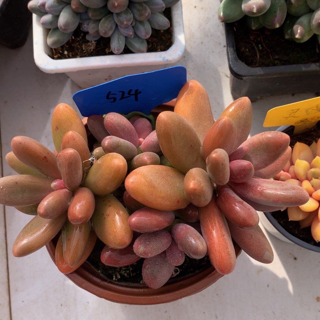 唐虞美人7272727727327