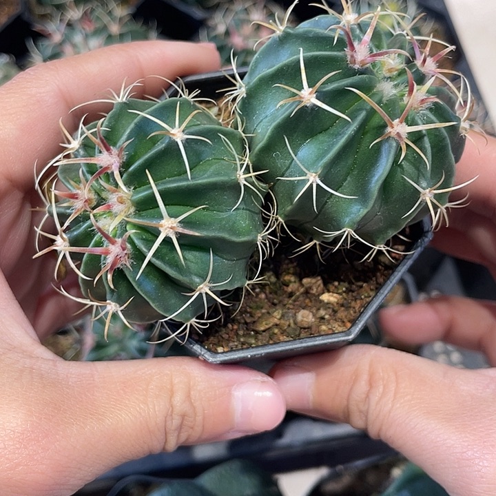 实生双头王凌波仙人球