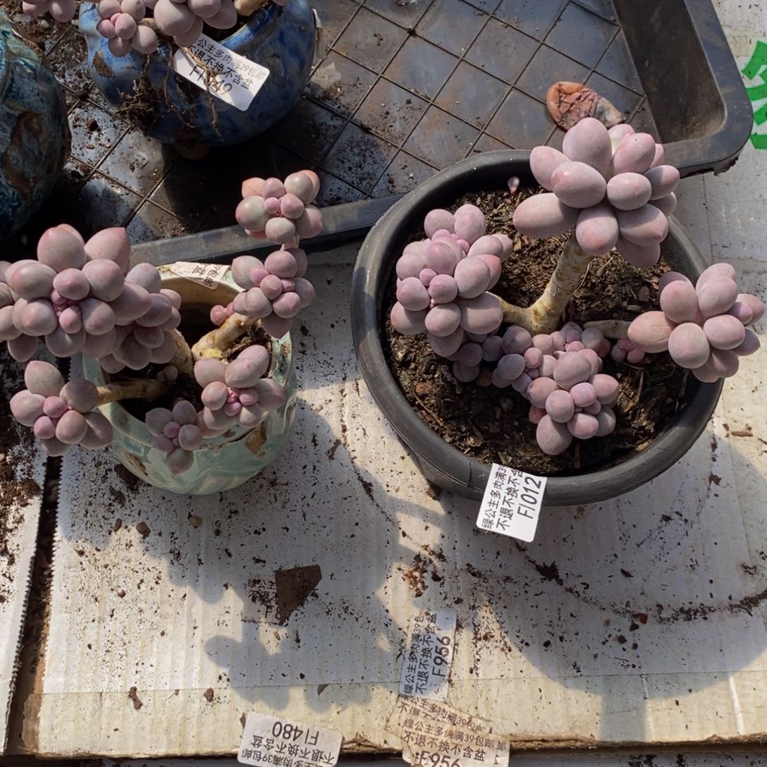 香水手指012/10c m