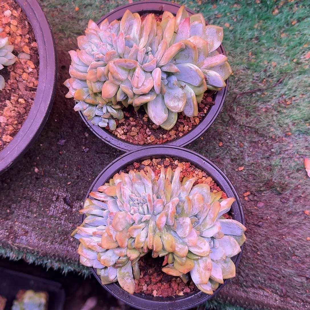 星影树缀无砍多肉