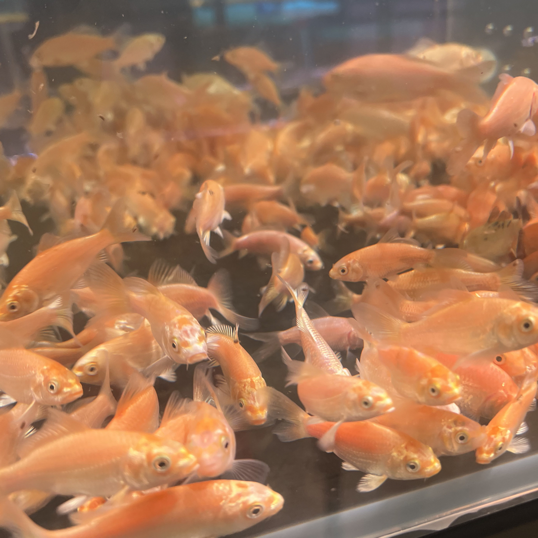 红色普身蝴蝶鲤小苗4-8公分