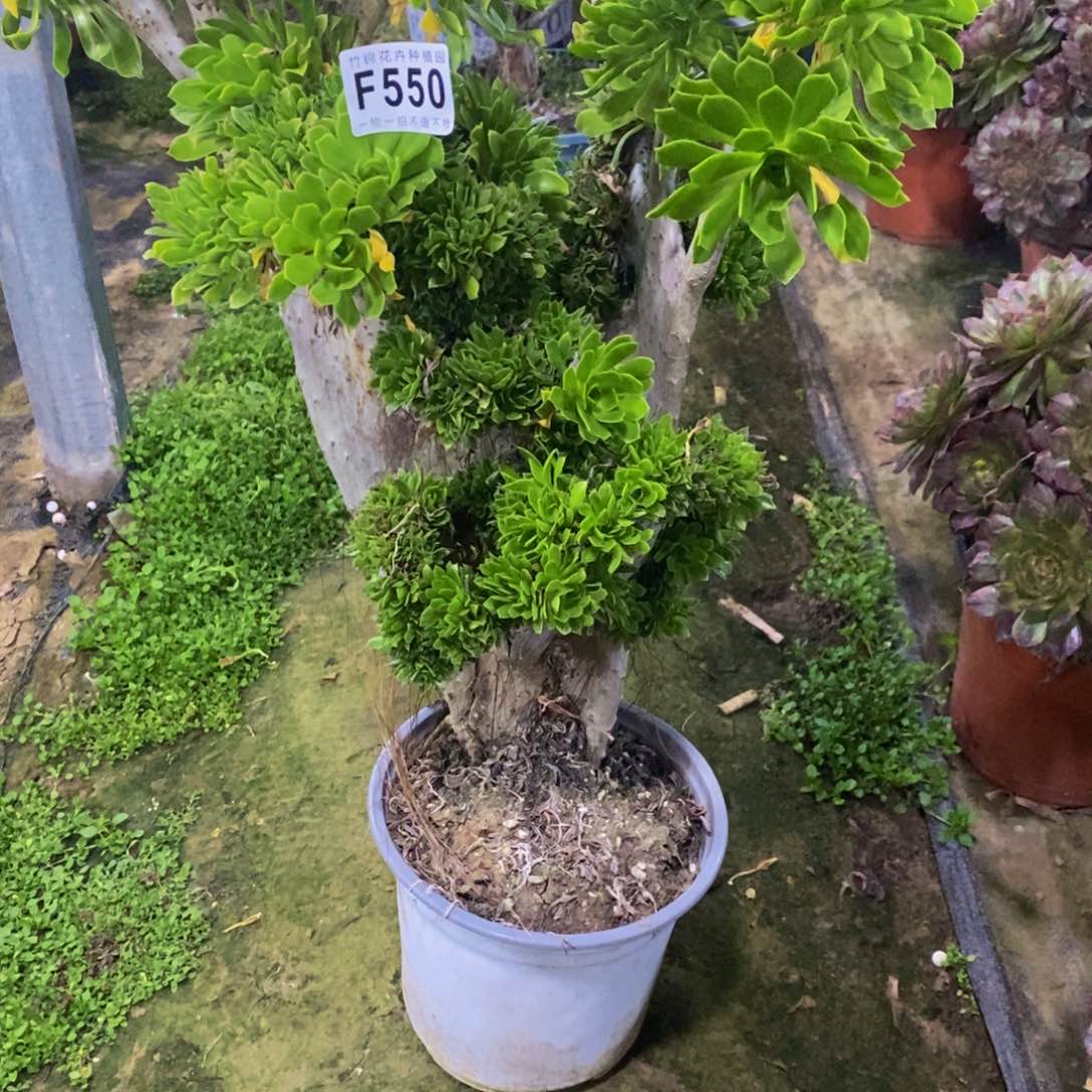 老**的550缀化一棵一棵