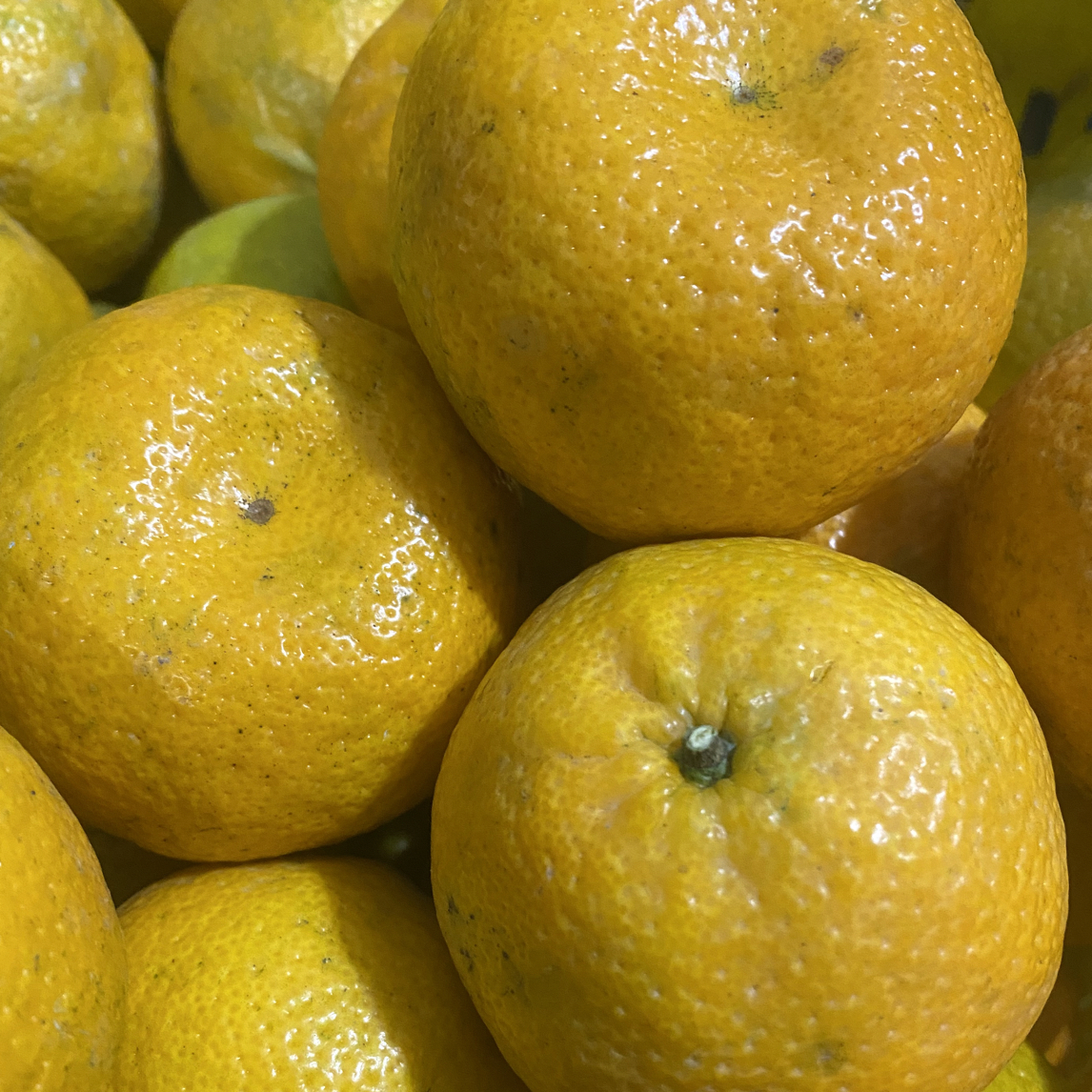 2025年梅江塞口围圈枝14年老树大红果（鲜果不支持七天无理由退换）