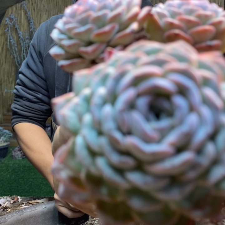 柔***子32号冰魄多肉植物