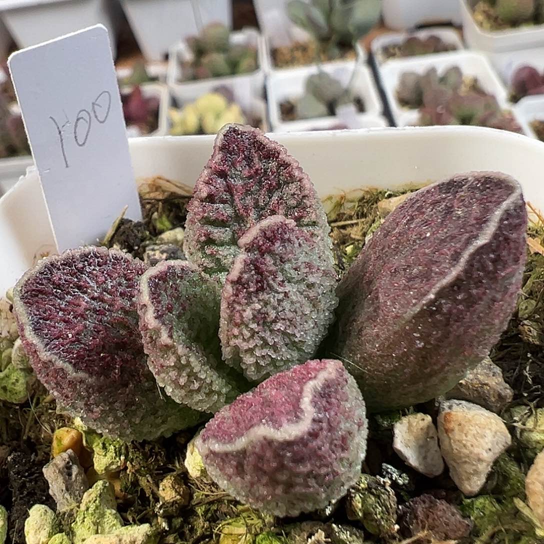 茶 实生新品多肉植物