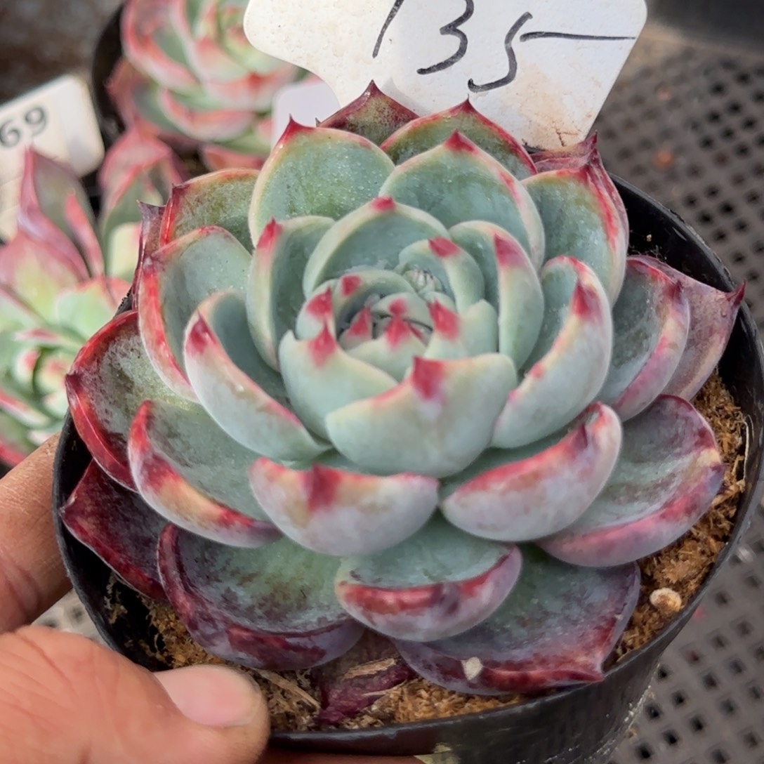 惊鸿一物一拍包装收缩花旱135