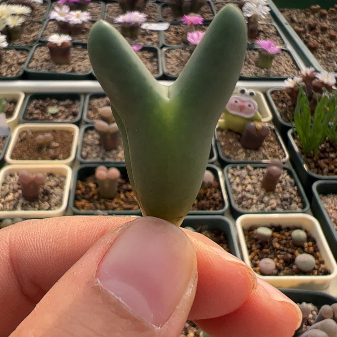 496 好看的多肉冲冲冲