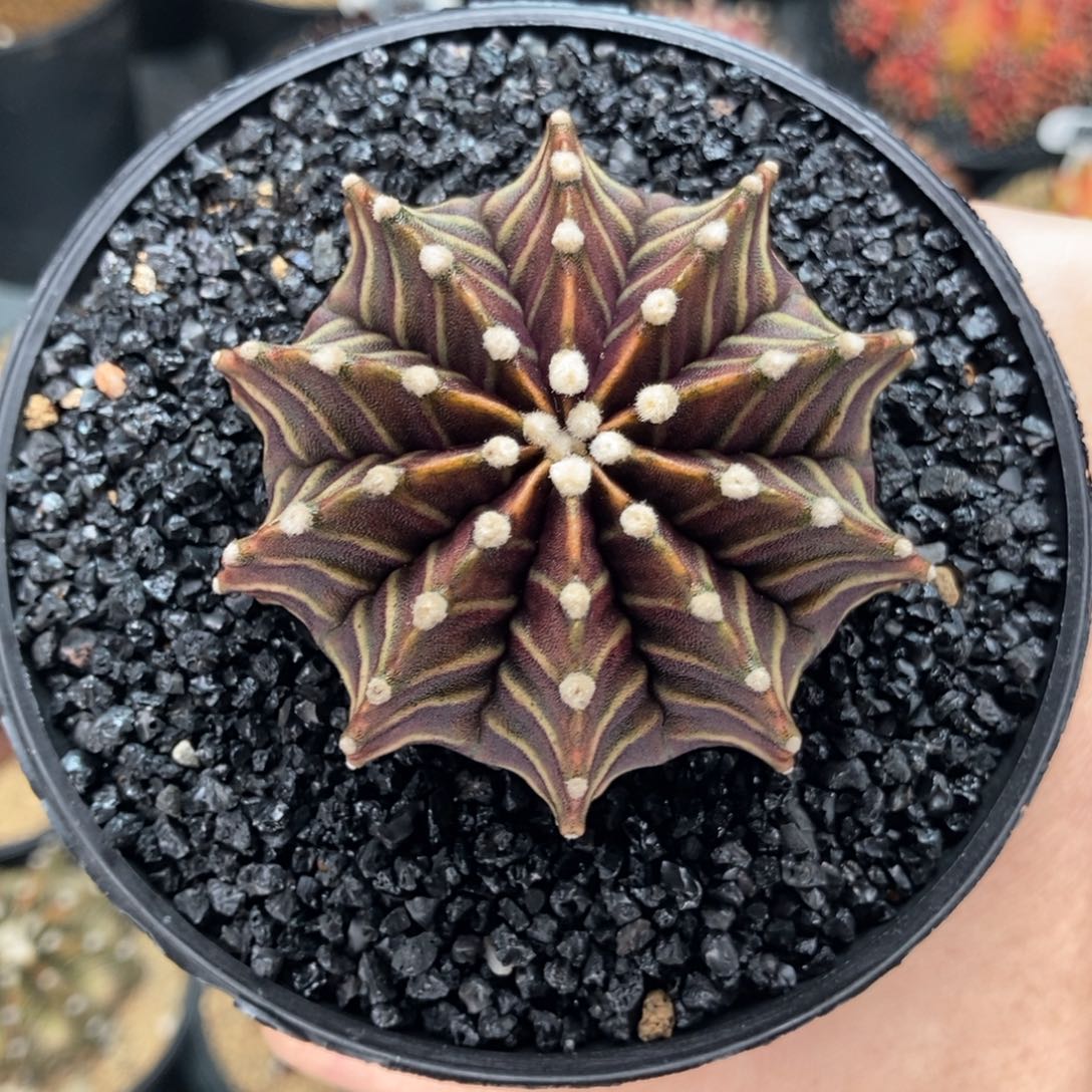 超漏 米哈仙人球