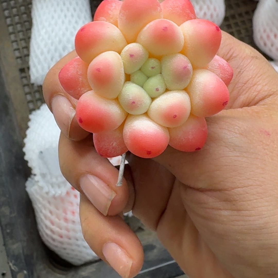 树脂制品61号哦哦哦哦哦哦哦