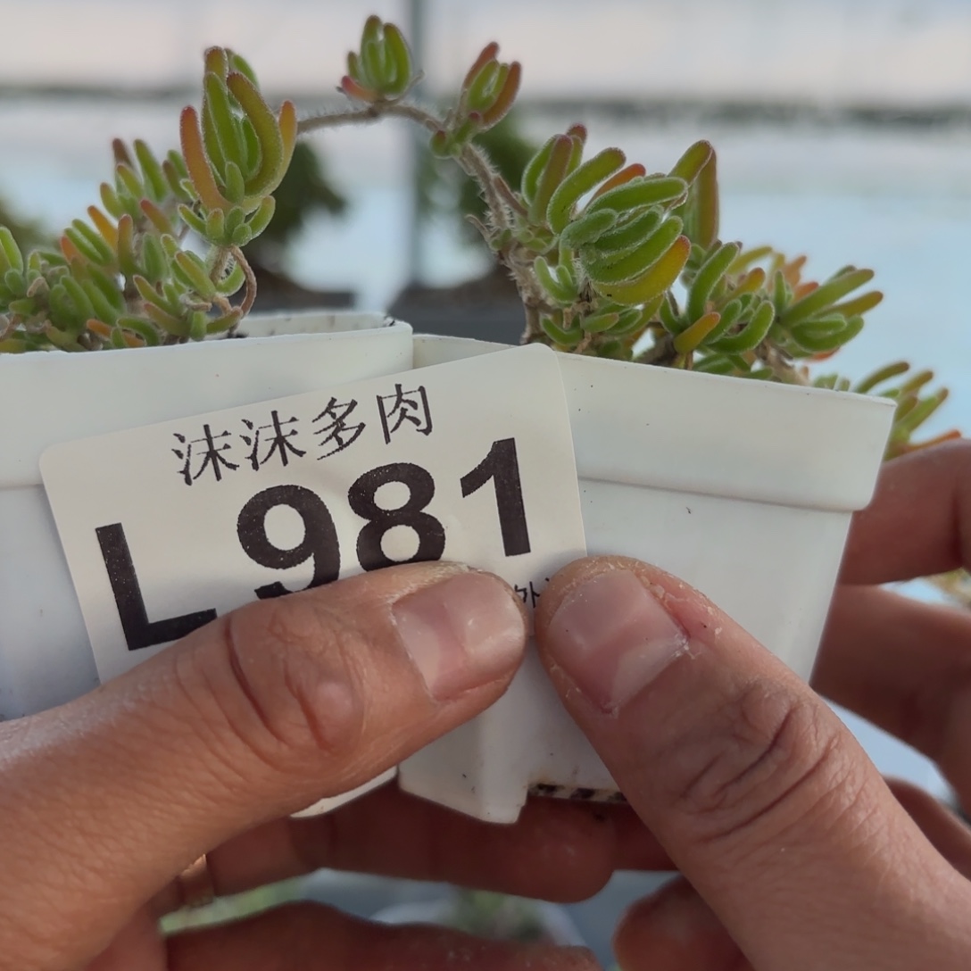 观***鱼981荧光兔枝干福利哦
