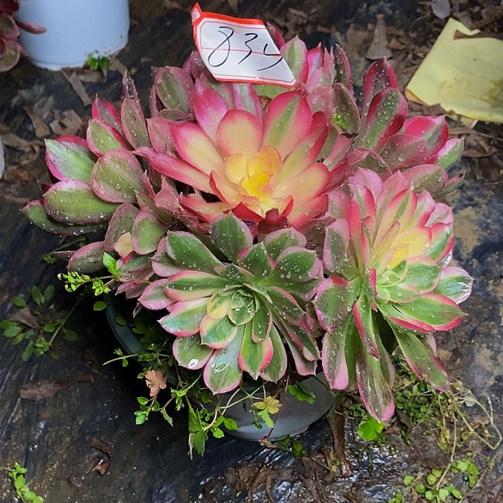 玉芙蓉老桩去捧花835号