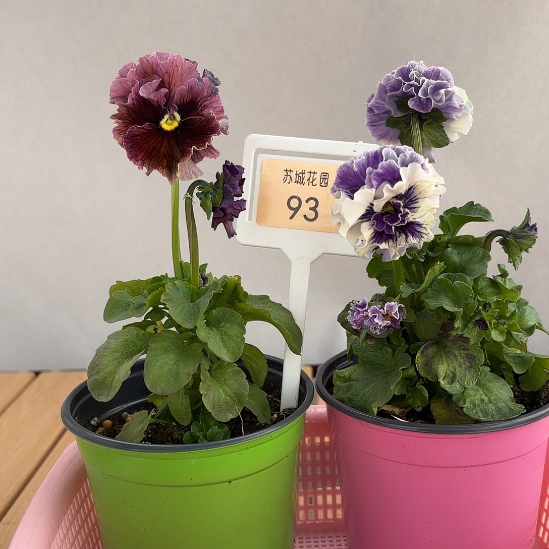 大部分开放少量花苞93