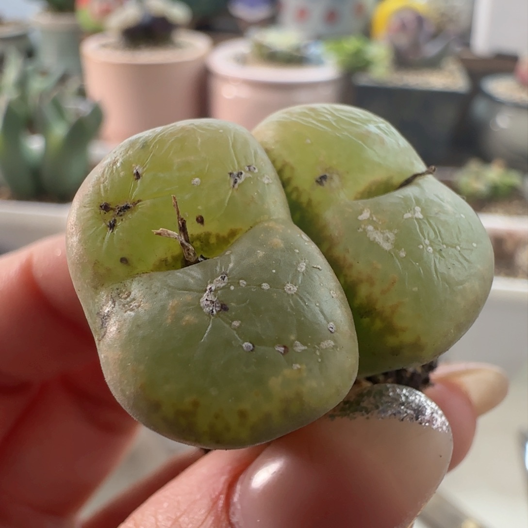 肯尼迪流苏玉。 绿。 10