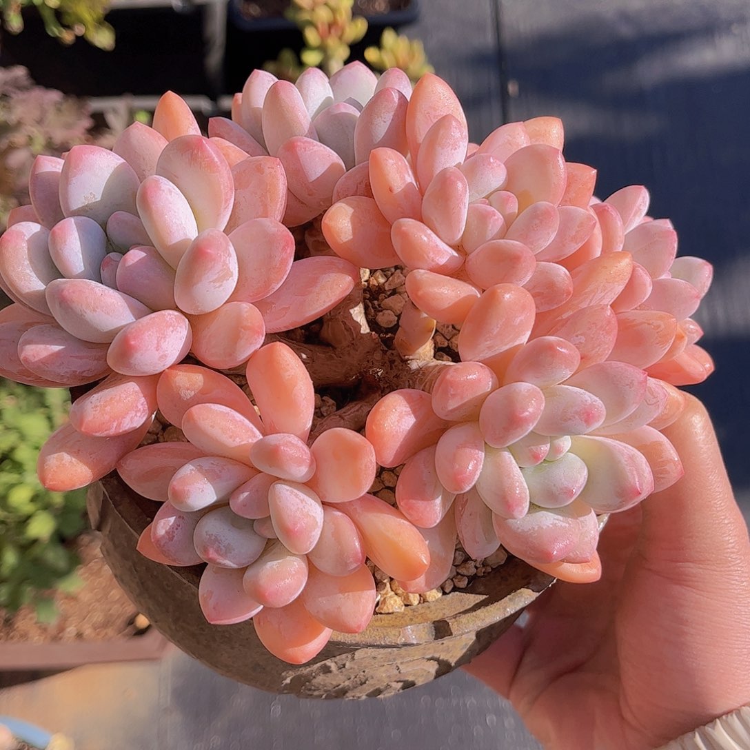 极品香水老桩多肉