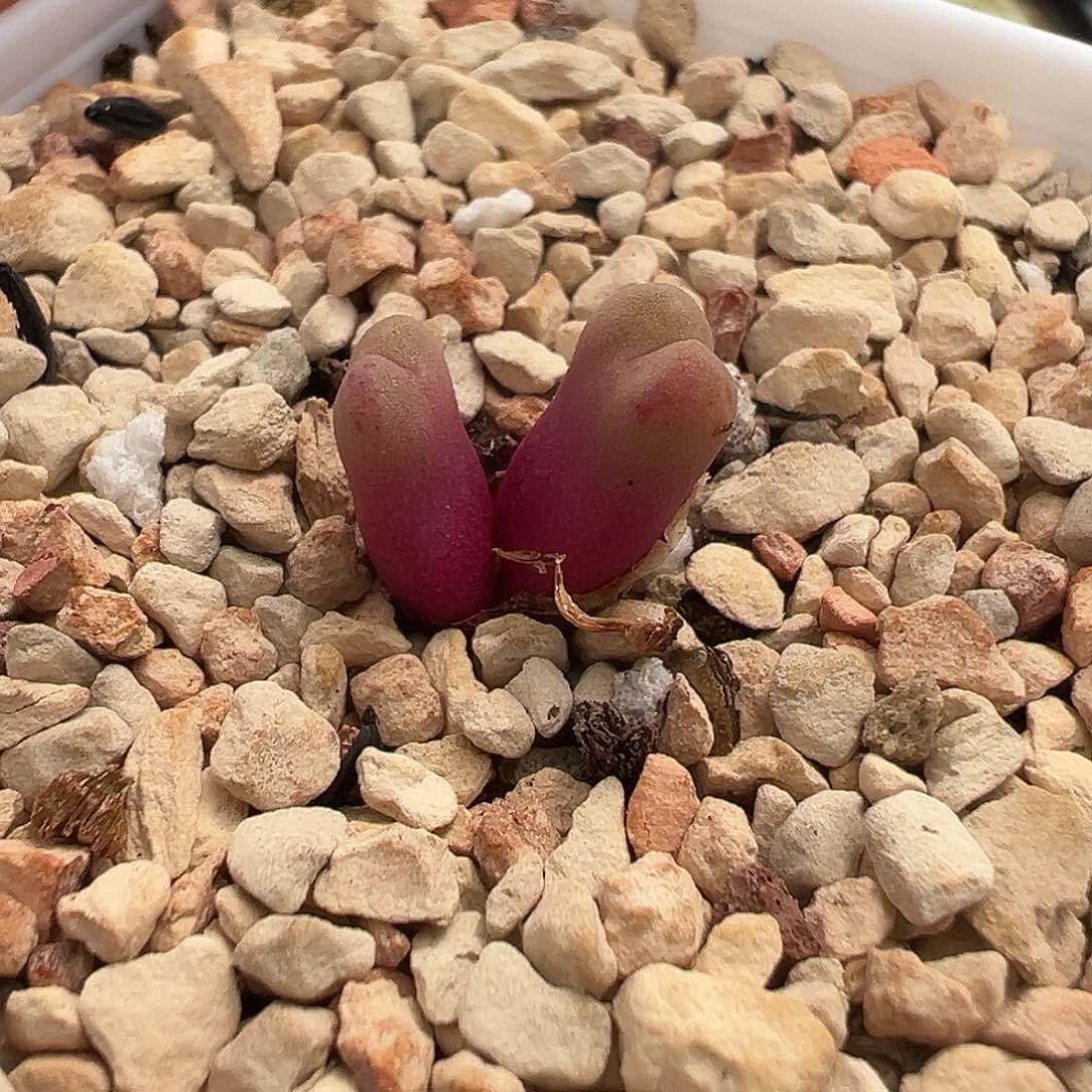 双头红鲁提辖 多肉肉锥