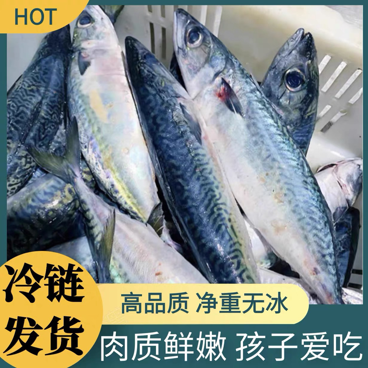 惠来神泉本港野生海捕花仙鱼[顺丰冷链]