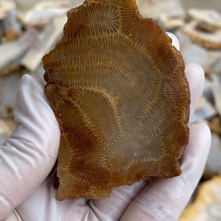 【闪购商品】未镶嵌珊瑚玉硅化玉