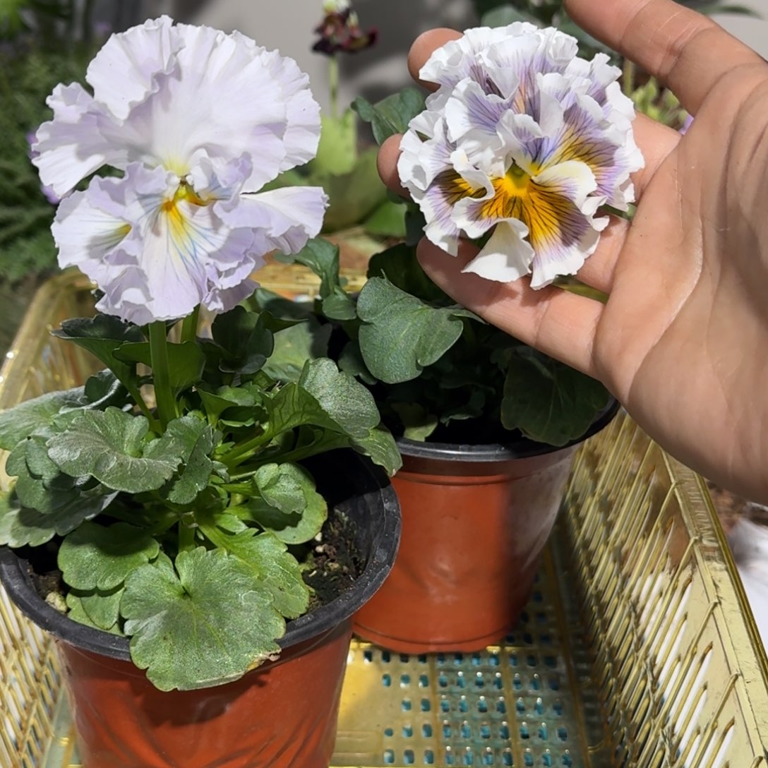 角堇        20号两盆礼服