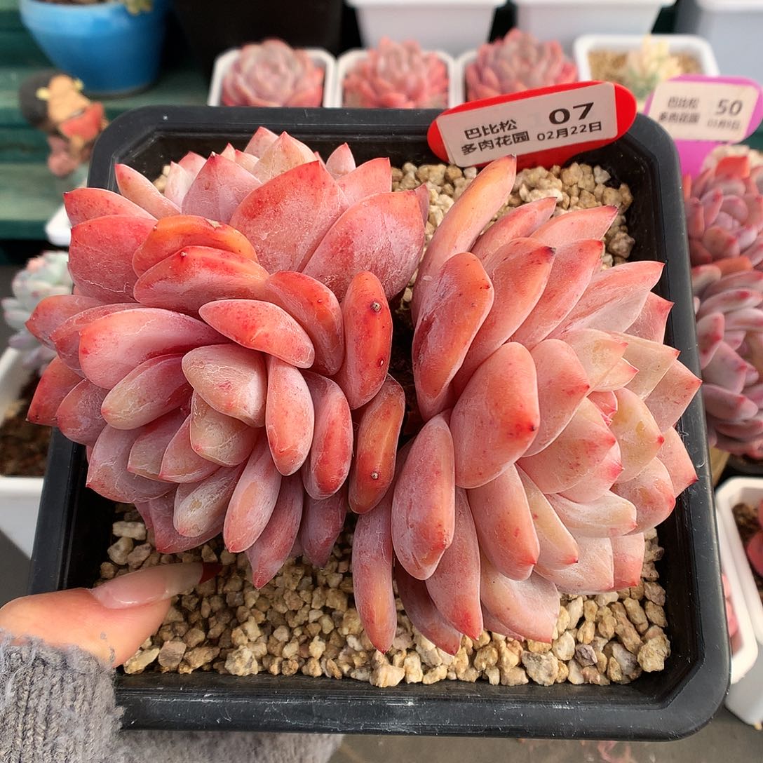 07三头梦露多肉植物全状态