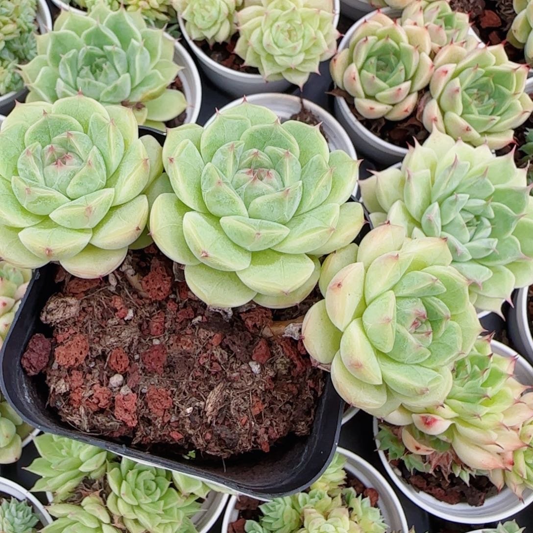 9***8花语逸镜0809-60散