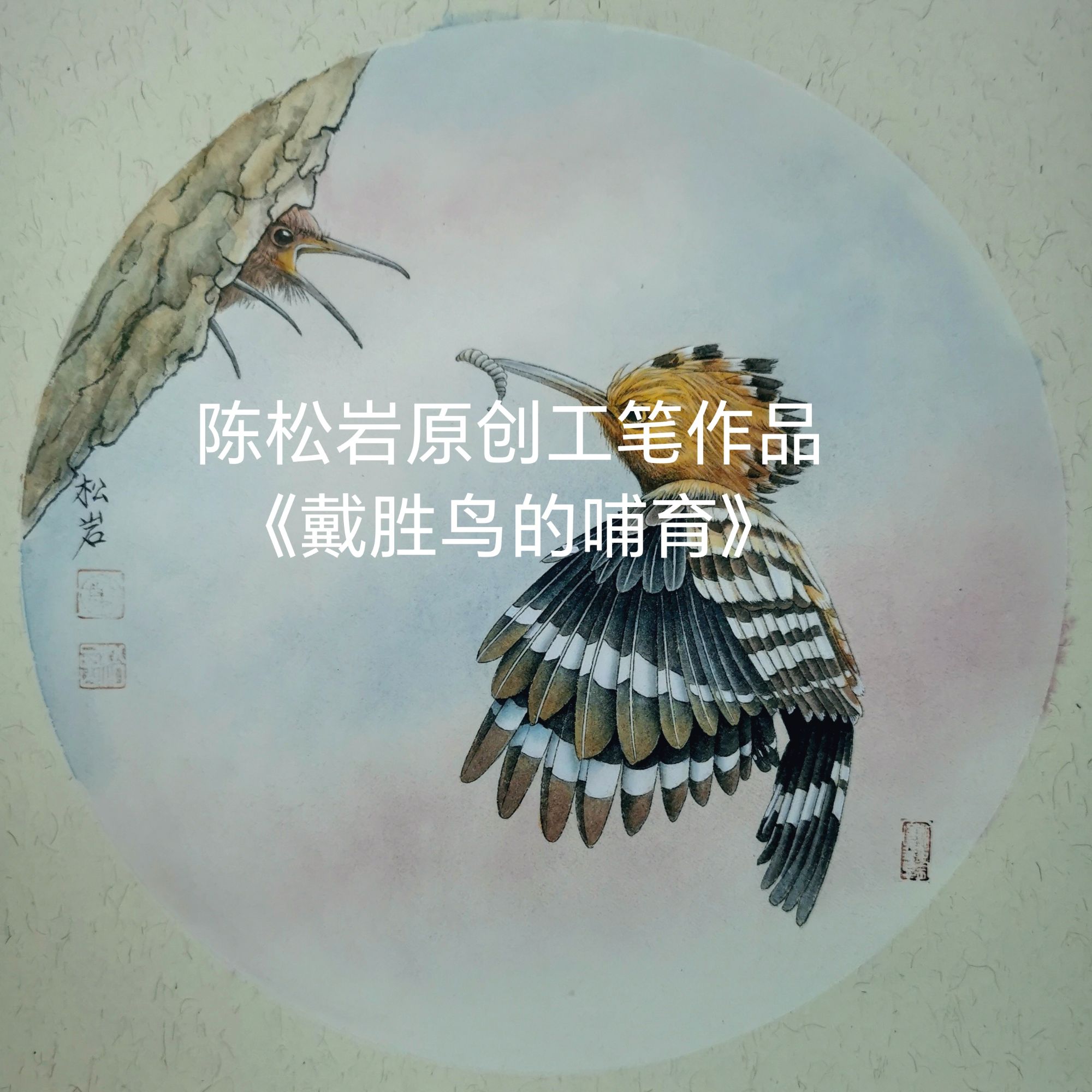《戴胜鸟的哺育》工笔视频课共8讲  陈松岩原创工笔课