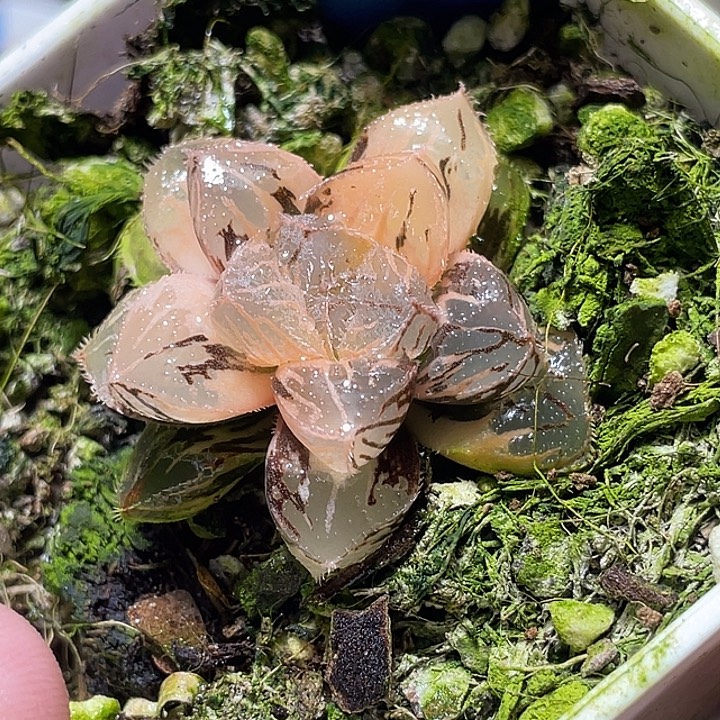 651粉黛錦特選福利