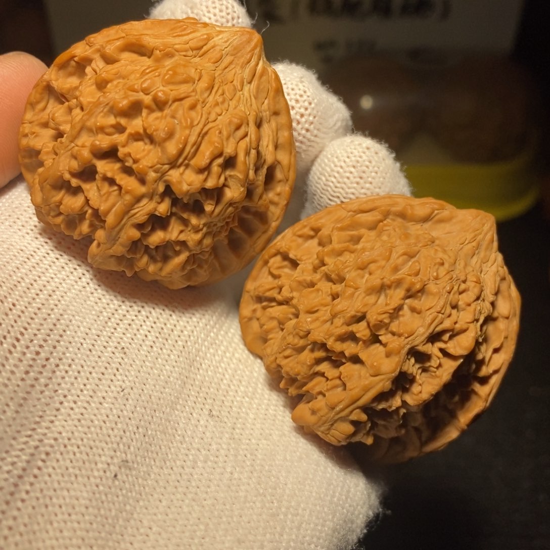 满天星狮子头42尺新春福利