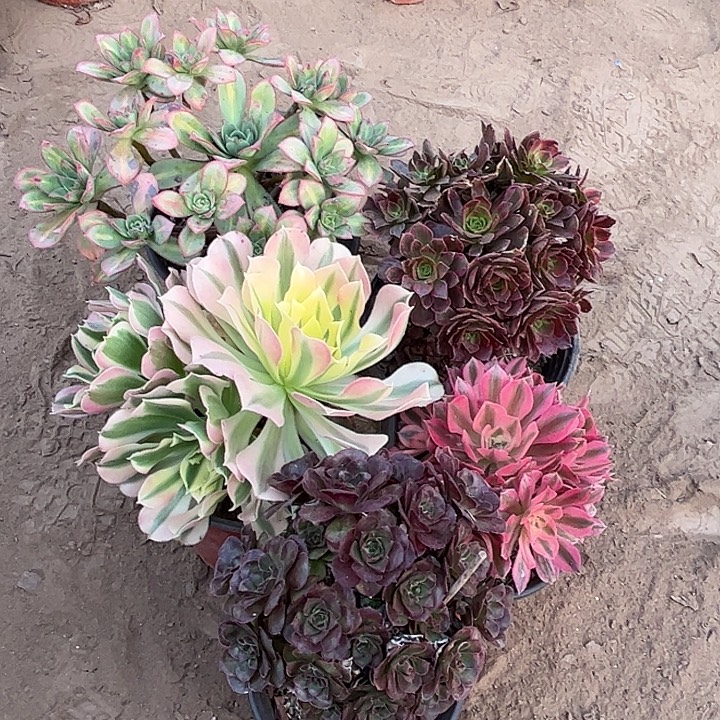 215多肉植物组合，