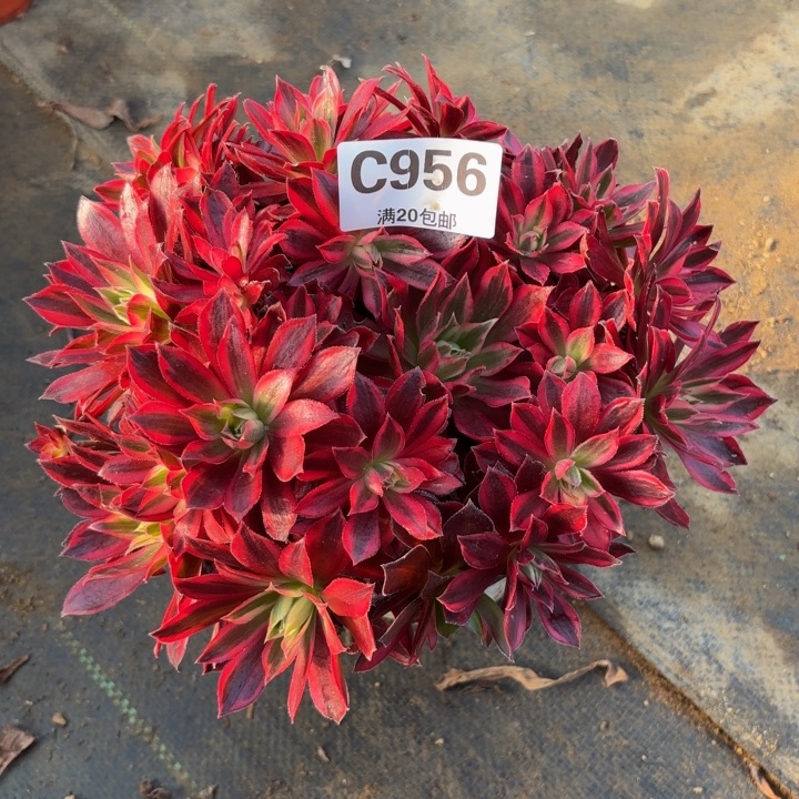 瑞妈，。。。。。956凤凰超白，