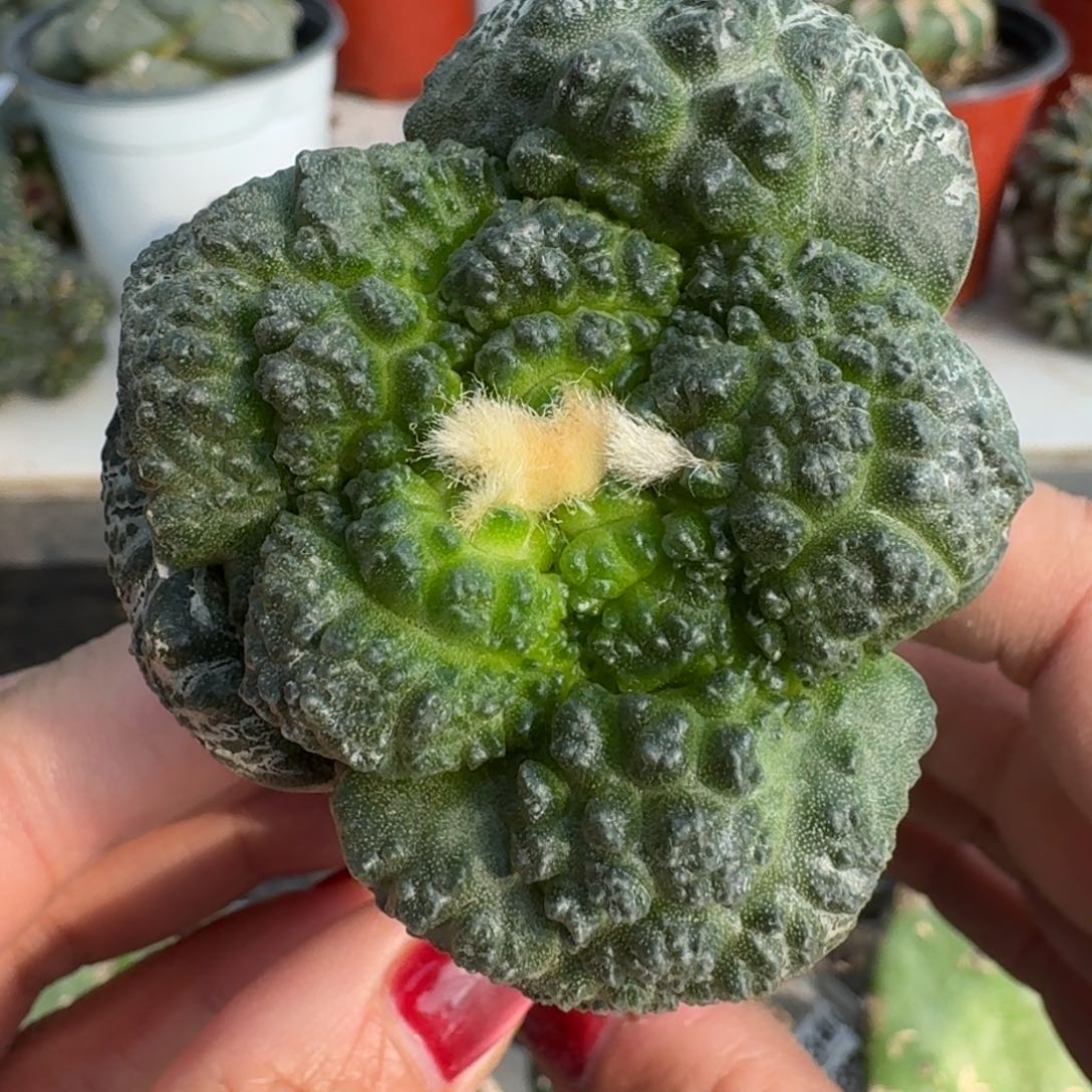 【闪购商品】无花朵超大尤哥斯拉牡丹678