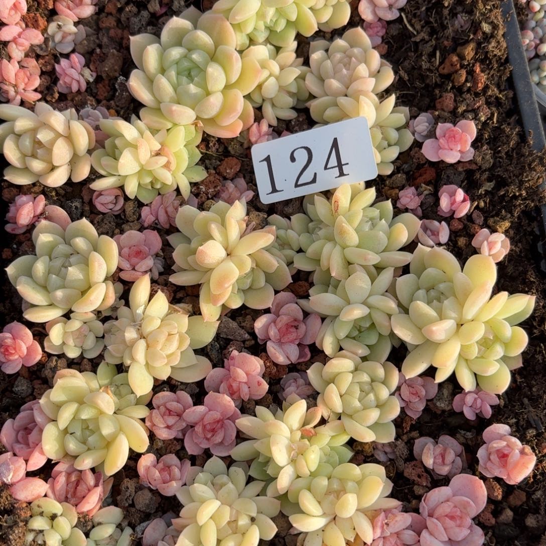 记***哦多肉植物多肉植物124