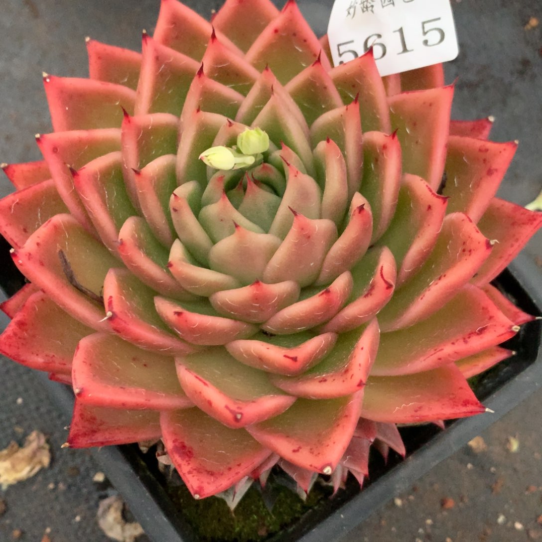 5615杂交多肉植物